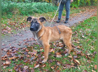 Mischlings Junghündin "Lina" sucht ein Zuhause