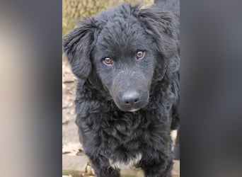 Verspielter TRUNTO - Traumbub mit dem Potential zum Herzenshund