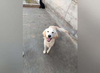 hübscher junger Golden Retriever Mischling Medo sucht...