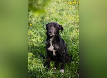 RAJAH - Ein sanfter Schatz mit großem Herz sucht seine Menschen