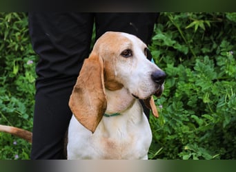 Bassant  - Basset Hound, lieb und verträglich
