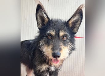 ❤️ süßes Pinsel-Öhrchen LEDI - 2 Jahre, 40cm/12kg - Schnauzer-Mix ❤️