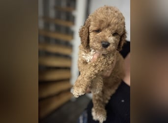 Cockapoo. F1 American Wurfankündigung Mai 2025