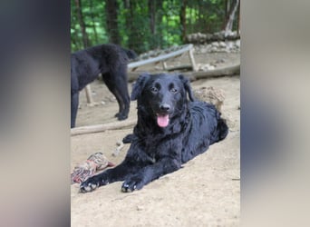 Schnuckelige DAYA hat das Potential zum Herzenshund