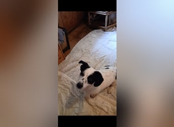 Josie sucht Herzensmensch fürs Leben