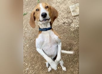 Beagle-Mix Pablito - verspielt und freundlich