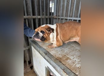 Passion, freundliches Englisch Bulldoggen Mädchen geb. 2018