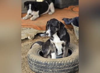 Wilma wünscht sich eine tolle Familie!