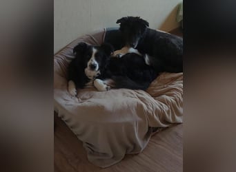 BILLI + GRACE - die beiden Oldies haben ihr Leben zusammen verbracht - gibt´s nur im Doppelpack!