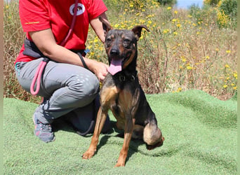 Leo, Mix Pinscher / Schäferhund , lieb und verträglich