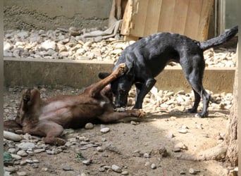 Kuckuck, zauberhafte FIONA sucht liebevolle Familie