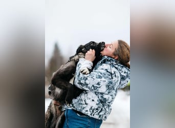 Vorsichtige Tama sucht ihre Familie