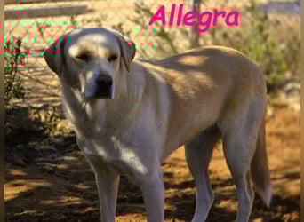 Allegra 04/2021 (in Deutschland) - sanfte, verspielte und feine Labrador Retriever Mix Dame!