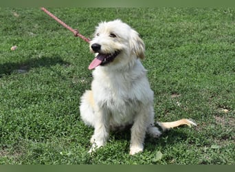 Pfiffige Suki sucht ihre Menschen