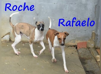 Roche 08/2024 (ESP) - verspielter und menschenbezogener Whippet Welpe!
