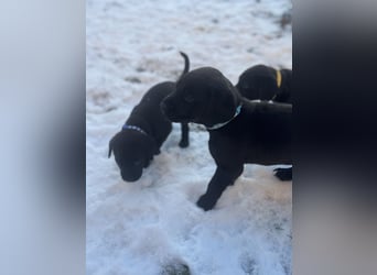 8 Labrador Retriever Rhodesian Ridgeback Welpen in Sonderfarbe seal