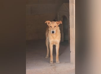 Wunderschöne BRISA hat liebe Familie verdient