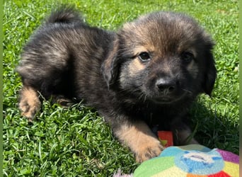 Welpe TEDDY - der kleine Mann freut sich auf sein Für-Immer Zuhause!