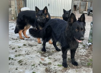 Altdeutsche Schäferhund Hündin