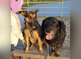 Traumwesen Senka wartet in Bingen