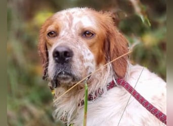 Lieber Setter ♥Luca♥ in 84513 Töging