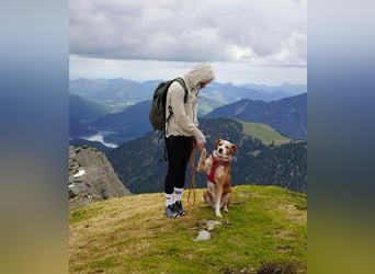 Michel - Ein treuer Begleiter, der die Nähe zu Menschen liebt