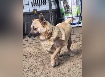 ⭐️TONI⭐️, Rüde, 2 Jahre, 34 cm, Mischling, Tierschutz