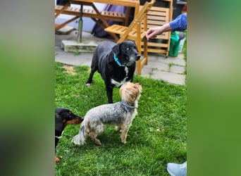 Dhalia - auf PS in 53797 Lohmar - liebe, freundliche Hundedame