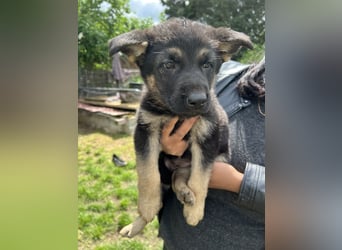 Deutscher Schäferhund Welpen
