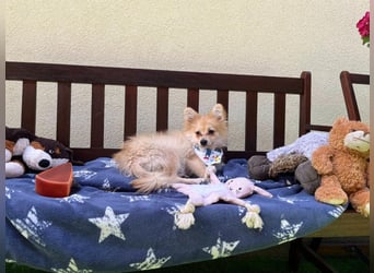 Scotty SR - quirliger Mini-Spitz sucht aktives Zuhause mit Herz