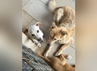 Francesco – sanfter Herzenshund auf der Suche nach seinem Platz im Leben