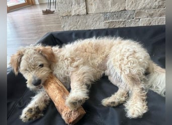 Lucky ❤️ wartet in 78247 Schlatt am Randen