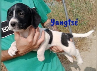 Yangtsé geb. 03/2025 (ESP) - freundlicher Labrador-Mix Welpe!