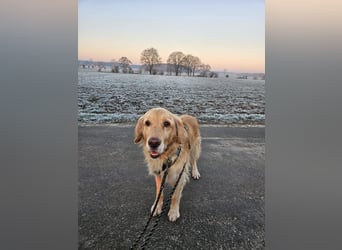 Golden Retriever Mischlings-Rüde Fridolin sucht ein Zuhause