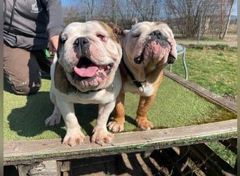 Erni, Engl. Bulldogge, geb. 2022, sucht gemütliches Zuhause