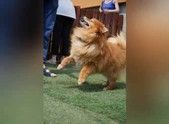 Balu SR – Schatz sucht Ruhe