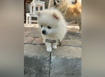 Süße Pomeranian Zwerkspitz Welpen