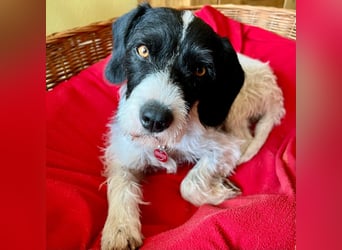 Olly