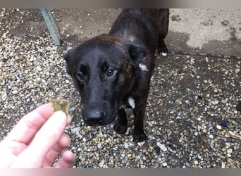 Mateo: sucht Geborgenheit
