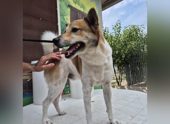 Iuko - lebensfroher Hundejunge sucht Körbchen. bei liebevollen Menschen