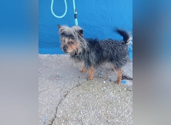 Tobby, sucht mit seiner Freundin Tara ein Zuhause
