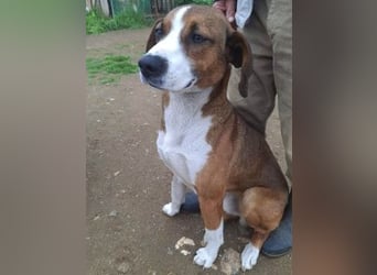 Terry - ein Herz auf 4 Pfoten sucht seine Familie