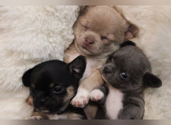 Reinrassige Chihuahua Welpen Kurzhaar