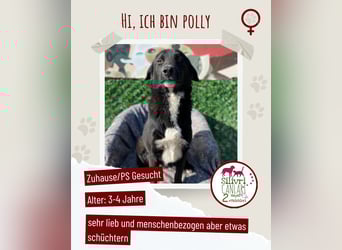Polly sucht ab November ein zu Hause oder eine Pflegestelle