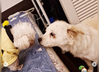Jenna liebe schüchterne Hündin die im Tierheim so sehr leidet sucht Körbchen