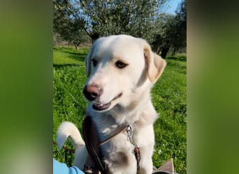 Kleiner Rüde BARNEY sucht sein großes Glück