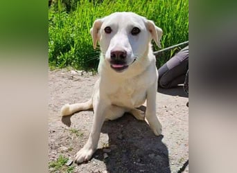 Dante, Labrador Mischling