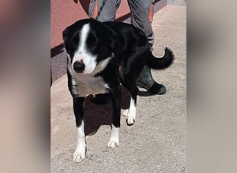 Border Collie Mischlings Piko wünscht sich ein zuhause
