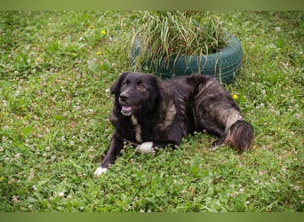 FRIEDA – sanfte Hündin sucht ihr ruhiges Zuhause