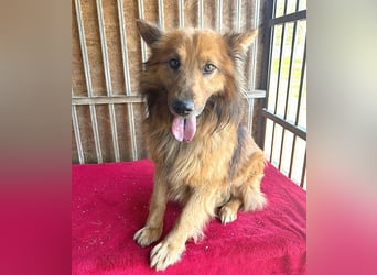 ❤️ superlieber ALFI - 1,5 Jahre, 46cm/16kg - Mischling